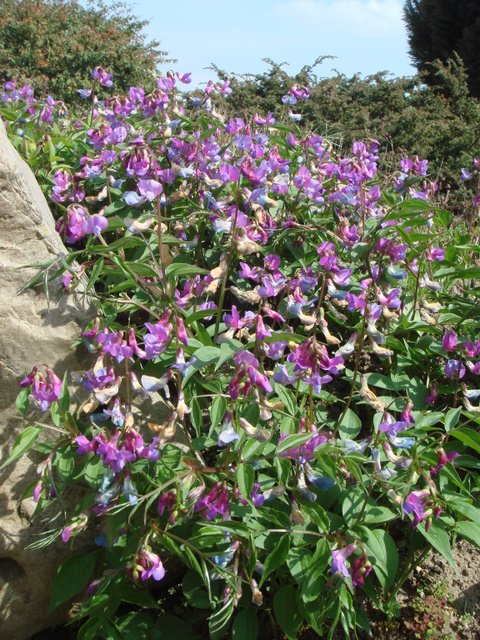Lathyrus vernus fleur